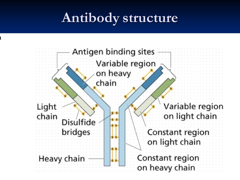 Antibody structure